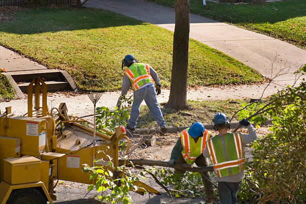 Best Lawn Maintenance Plans  in Moreland, ID